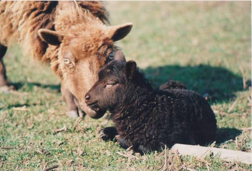 Moutons Shetland
